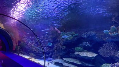 Underwater Zoo Dubai