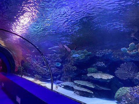 Underwater Zoo Dubai