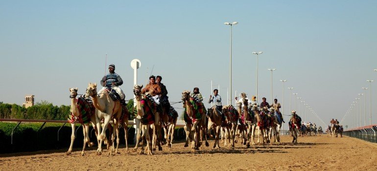 Camel racing - traditional sport has seamlessly embraced modernity